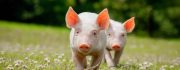 Zwei Ferkel laufen hintereinander auf einer Wiese, Sonnenschein